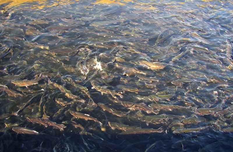 Crowding salmon.jpg